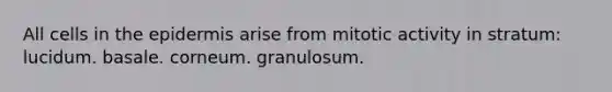 All cells in the epidermis arise from mitotic activity in stratum: lucidum. basale. corneum. granulosum.