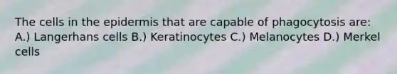 The cells in the epidermis that are capable of phagocytosis are: A.) Langerhans cells B.) Keratinocytes C.) Melanocytes D.) Merkel cells