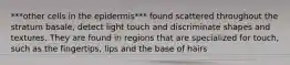 ***other cells in the epidermis*** found scattered throughout the stratum basale, detect light touch and discriminate shapes and textures. They are found in regions that are specialized for touch, such as the fingertips, lips and the base of hairs