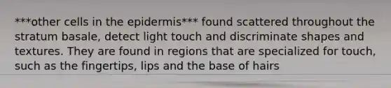 ***other cells in the epidermis*** found scattered throughout the stratum basale, detect light touch and discriminate shapes and textures. They are found in regions that are specialized for touch, such as the fingertips, lips and the base of hairs