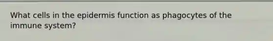 What cells in the epidermis function as phagocytes of the immune system?