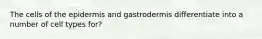 The cells of the epidermis and gastrodermis differentiate into a number of cell types for?