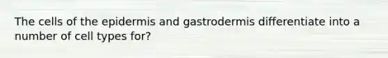 The cells of the epidermis and gastrodermis differentiate into a number of cell types for?