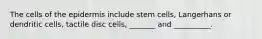 The cells of the epidermis include stem cells, Langerhans or dendritic cells, tactile disc cells, _______ and __________.