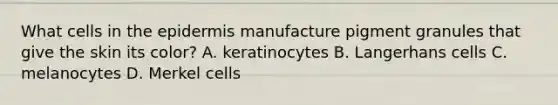 What cells in the epidermis manufacture pigment granules that give the skin its color? A. keratinocytes B. Langerhans cells C. melanocytes D. Merkel cells