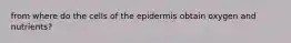 from where do the cells of the epidermis obtain oxygen and nutrients?