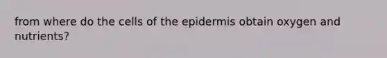 from where do the cells of the epidermis obtain oxygen and nutrients?