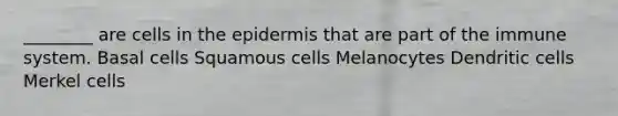 ________ are cells in the epidermis that are part of the immune system. Basal cells Squamous cells Melanocytes Dendritic cells Merkel cells