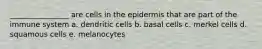 ________________ are cells in the epidermis that are part of the immune system a. dendritic cells b. basal cells c. merkel cells d. squamous cells e. melanocytes