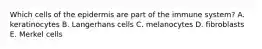 Which cells of the epidermis are part of the immune system? A. keratinocytes B. Langerhans cells C. melanocytes D. fibroblasts E. Merkel cells