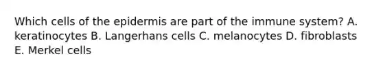 Which cells of the epidermis are part of the immune system? A. keratinocytes B. Langerhans cells C. melanocytes D. fibroblasts E. Merkel cells