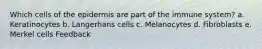 Which cells of the epidermis are part of the immune system? a. Keratinocytes b. Langerhans cells c. Melanocytes d. Fibroblasts e. Merkel cells Feedback