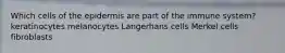 Which cells of the epidermis are part of the immune system? keratinocytes melanocytes Langerhans cells Merkel cells fibroblasts