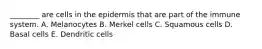 ________ are cells in the epidermis that are part of the immune system. A. Melanocytes B. Merkel cells C. Squamous cells D. Basal cells E. Dendritic cells