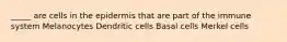 _____ are cells in the epidermis that are part of the immune system Melanocytes Dendritic cells Basal cells Merkel cells