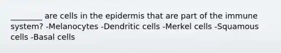 ________ are cells in the epidermis that are part of the immune system? -Melanocytes -Dendritic cells -Merkel cells -Squamous cells -Basal cells