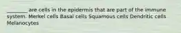 ________ are cells in the epidermis that are part of the immune system. Merkel cells Basal cells Squamous cells Dendritic cells Melanocytes