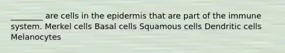 ________ are cells in the epidermis that are part of the immune system. Merkel cells Basal cells Squamous cells Dendritic cells Melanocytes