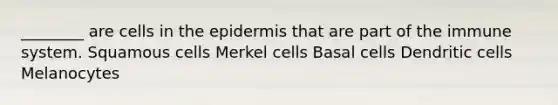 ________ are cells in the epidermis that are part of the immune system. Squamous cells Merkel cells Basal cells Dendritic cells Melanocytes