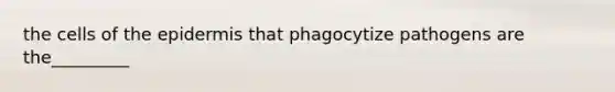 the cells of the epidermis that phagocytize pathogens are the_________