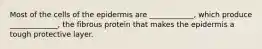 Most of the cells of the epidermis are ____________, which produce _____________, the fibrous protein that makes the epidermis a tough protective layer.