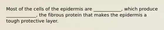 Most of the cells of the epidermis are ____________, which produce _____________, the fibrous protein that makes the epidermis a tough protective layer.