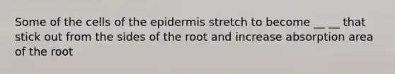 Some of the cells of the epidermis stretch to become __ __ that stick out from the sides of the root and increase absorption area of the root