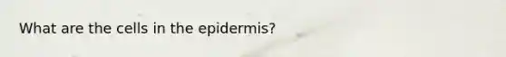 What are the cells in the epidermis?