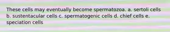 These cells may eventually become spermatozoa. a. sertoli cells b. sustentacular cells c. spermatogenic cells d. chief cells e. speciation cells