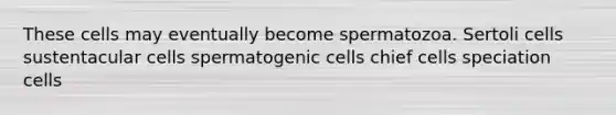 These cells may eventually become spermatozoa. Sertoli cells sustentacular cells spermatogenic cells chief cells speciation cells