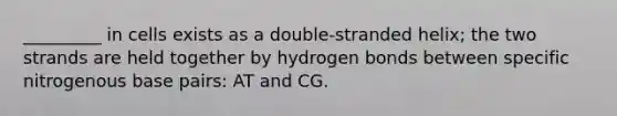 _________ in cells exists as a double-stranded helix; the two strands are held together by hydrogen bonds between specific nitrogenous base pairs: AT and CG.