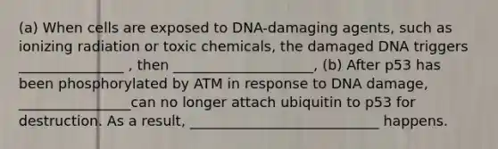 (a) When cells are exposed to DNA-damaging agents, such as ionizing radiation or toxic chemicals, the damaged DNA triggers _______________ , then ____________________, (b) After p53 has been phosphorylated by ATM in response to DNA damage, ________________can no longer attach ubiquitin to p53 for destruction. As a result, ___________________________ happens.