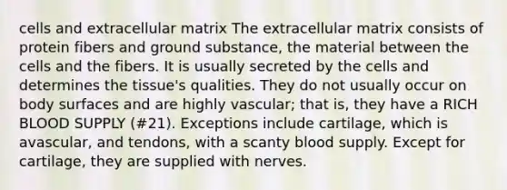 cells and extracellular matrix The extracellular matrix consists of protein fibers and ground substance, the material between the cells and the fibers. It is usually secreted by the cells and determines the tissue's qualities. They do not usually occur on body surfaces and are highly vascular; that is, they have a RICH BLOOD SUPPLY (#21). Exceptions include cartilage, which is avascular, and tendons, with a scanty blood supply. Except for cartilage, they are supplied with nerves.