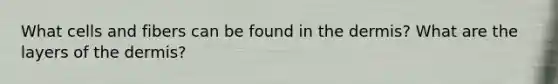 What cells and fibers can be found in the dermis? What are the layers of the dermis?