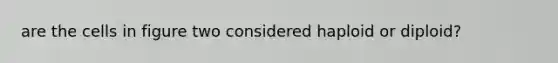 are the cells in figure two considered haploid or diploid?