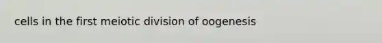 cells in the first meiotic division of oogenesis