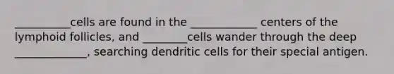 __________cells are found in the ____________ centers of the lymphoid follicles, and ________cells wander through the deep _____________, searching dendritic cells for their special antigen.