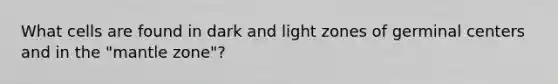 What cells are found in dark and light zones of germinal centers and in the "mantle zone"?