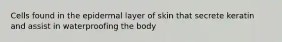 Cells found in the epidermal layer of skin that secrete keratin and assist in waterproofing the body