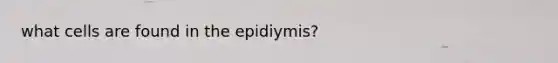 what cells are found in the epidiymis?