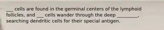 ___ cells are found in the germinal centers of the lymphoid follicles, and ___ cells wander through the deep _________, searching dendritic cells for their special antigen.