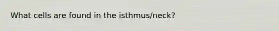 What cells are found in the isthmus/neck?