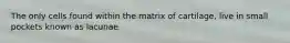 The only cells found within the matrix of cartilage, live in small pockets known as lacunae.