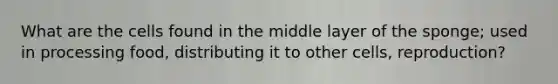 What are the cells found in the middle layer of the sponge; used in processing food, distributing it to other cells, reproduction?