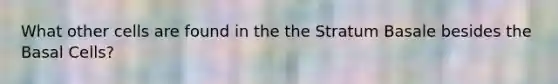 What other cells are found in the the Stratum Basale besides the Basal Cells?