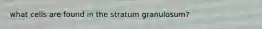 what cells are found in the stratum granulosum?