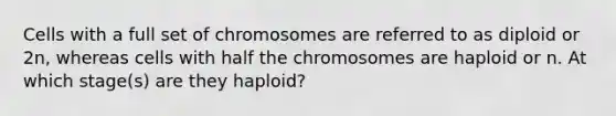 Cells with a full set of chromosomes are referred to as diploid or 2n, whereas cells with half the chromosomes are haploid or n. At which stage(s) are they haploid?