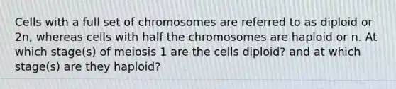 Cells with a full set of chromosomes are referred to as diploid or 2n, whereas cells with half the chromosomes are haploid or n. At which stage(s) of meiosis 1 are the cells diploid? and at which stage(s) are they haploid?