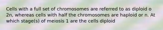 Cells with a full set of chromosomes are referred to as diploid o 2n, whereas cells with half the chromosomes are haploid or n. At which stage(s) of meiosis 1 are the cells diploid