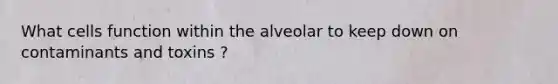 What cells function within the alveolar to keep down on contaminants and toxins ?